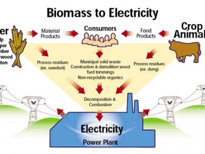 Biomass Energy For Kids Biomass Energy For Kids